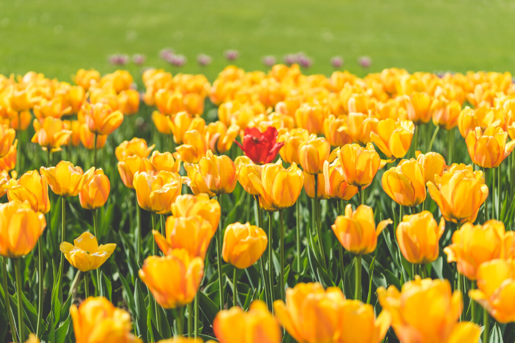 One-Red-Tulip-Flower-Surrounded-by-Yellow-Tulips
