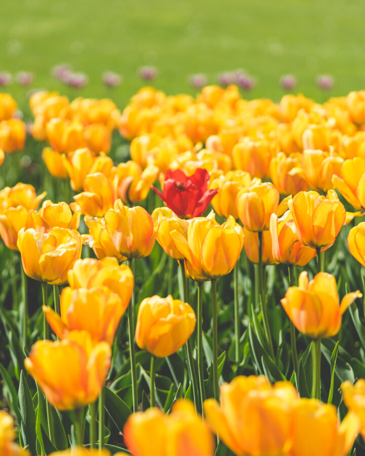 One-Red-Tulip-Flower-Surrounded-by-Yellow-Tulips